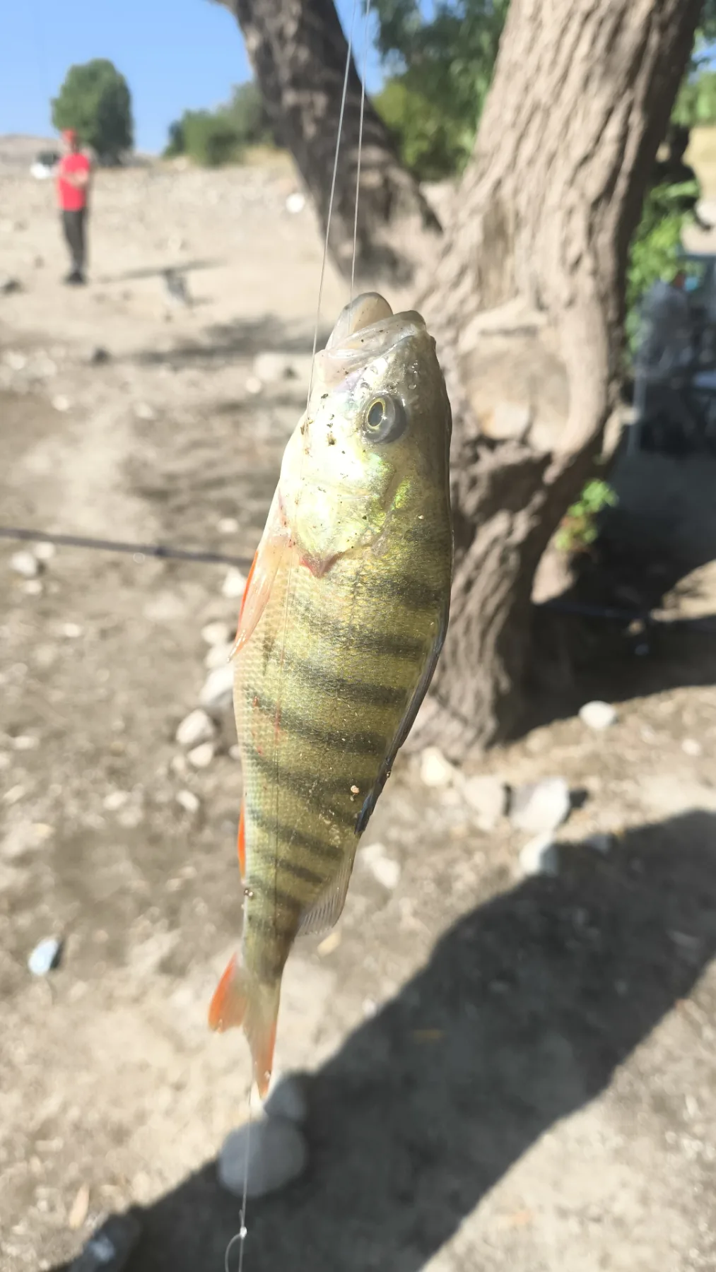 Levrek fotoğrafı 1