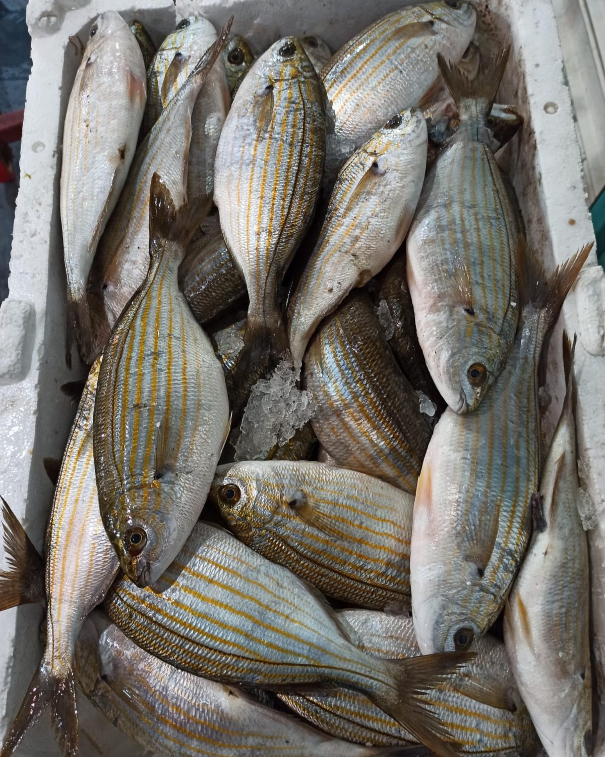 Sarpa fotoğrafı 1
