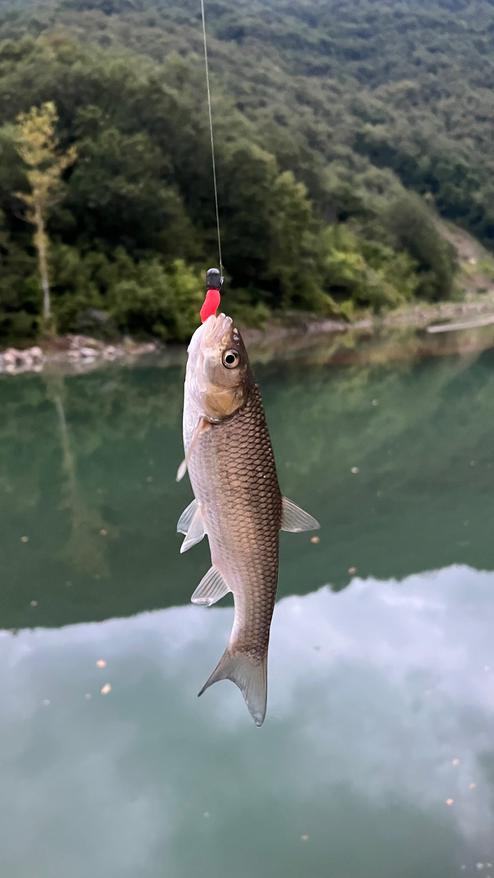 Tatlı Su Kefali fotoğrafı 1