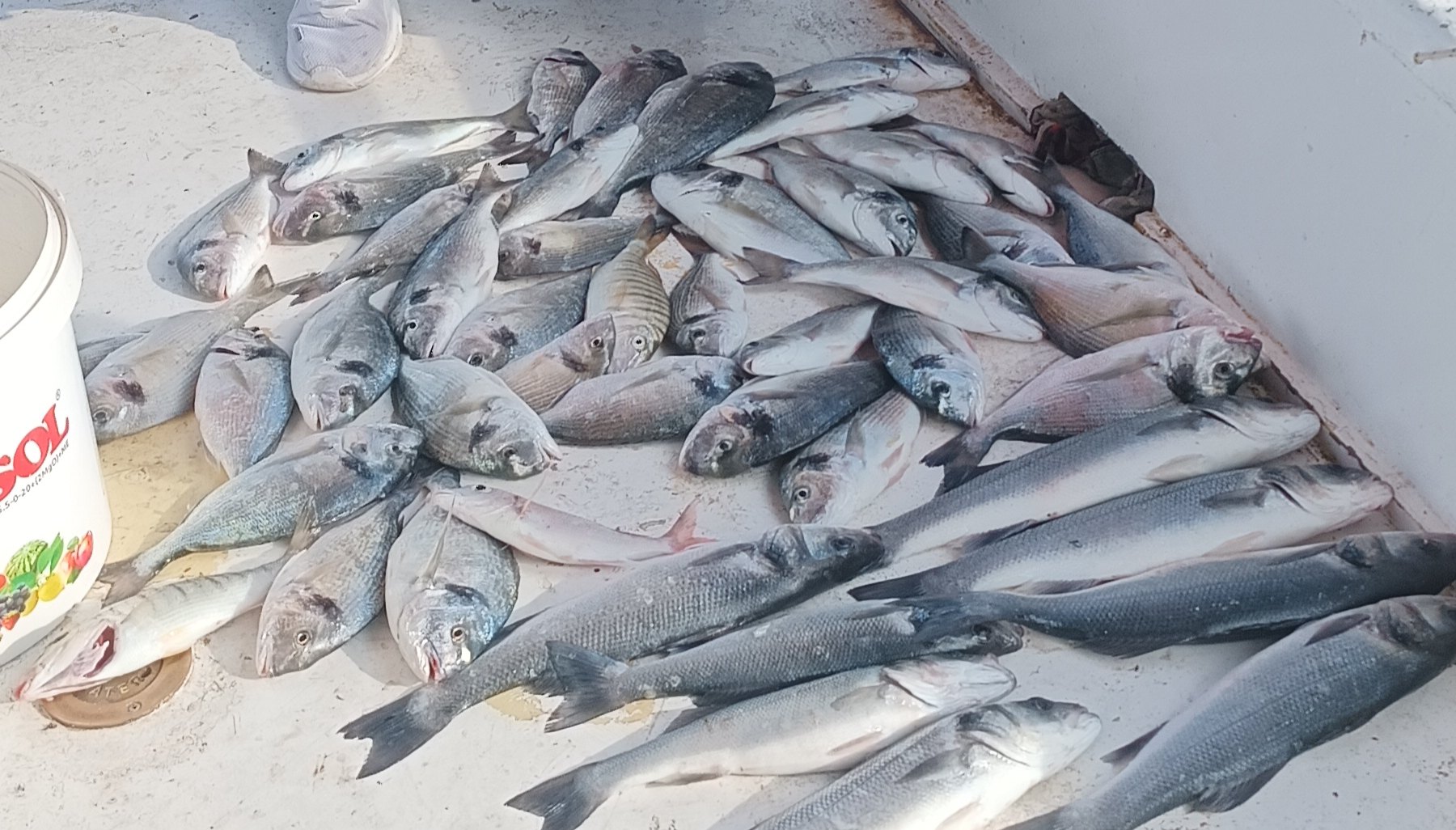 Güvercinlik Balık Avı görseli