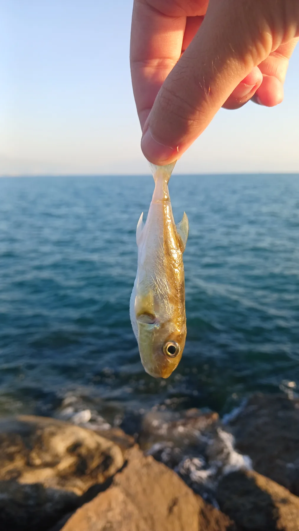 Gönderi fotoğrafı 1